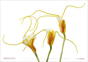 Kalender Orchideen