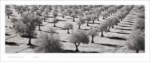 Kalender Bäume