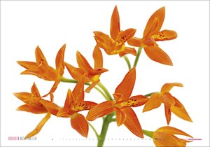Kalender Orchideen