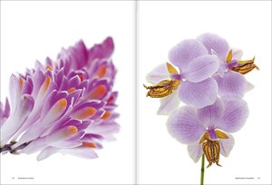 Bildband Orchideen